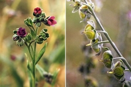 cynoglosse officinal