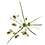 Cyperus_eragrostis_trans_45x45