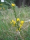 Cytisus scoparius [copyright]