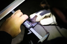 D_grand_murin_Lontzen_IMG_9512