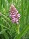 Dactylorhiza incarnata [copyright Wibail Lionel]