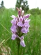 Dactylorhiza sphagnicola [copyright Wibail Lionel]