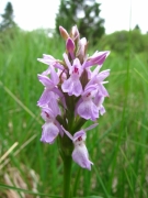 Dactylorhiza sphagnicola.jpg Dactylorhiza sphagnicola.jpg