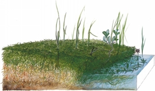 Illustration extraite de «Les tourbières - au pays des plantes carnivores», Th. Dalbavie & J.-Ph. Solleliet, Espaces et Recherches, Beaumont, 1994 Dalbavie et Solheid 1994