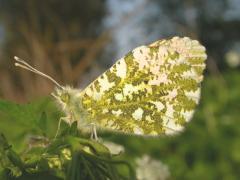 damien.sevrin_anthocharis.cardamines_B.jpg damien.sevrin_anthocharis.cardamines_B.jpg