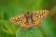Damier de la Succise (Euphydryas aurinia) [copyright Barbier Yvan]