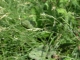 Danthonia decumbens [copyright]