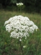 Daucus carota 2