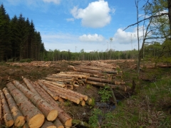 Deboisement_Ru_Fagne_201504.JPG