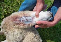 Dégats sur brebis à Gedinne : morsure à la gorge
