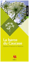 La berce du Caucase