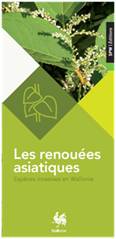 Les renouées asiatiques