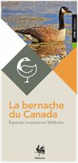 La bernache du Canada