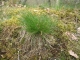 Deschampsia flexuosa [copyright Wibail Lionel]