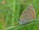 Cuivré écarlate (Lycaena hippothoe) [copyright Devillers Christine]