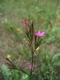 Dianthus armeria