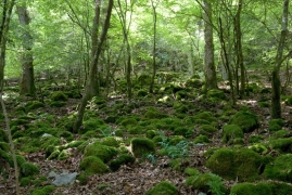 Dicrano-Aceretum_2 Dicrano-Aceretum_2