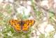 Damier orangé (Melitaea didyma) [CC by-sa San Martin Gilles]