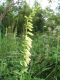 Digitalis lutea [copyright Wibail Lionel]