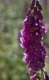 Digitalis purpurea [copyright Wibail Lionel]