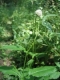 Dipsacus pilosus [copyright Wibail Lionel]