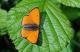 mâle de Cuivré des marais (Lycaena dispar) [CC by-sa San Martin Gilles]