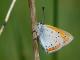 Cuivré des marais (Lycaena dispar) [CC by Smits Quentin]