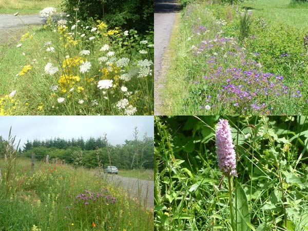Diversité botanique et réservoir génétique