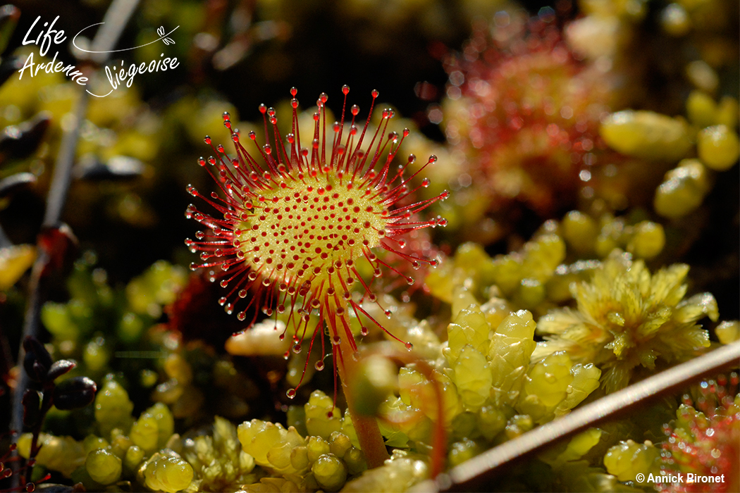 Drosera_API3867 (7)