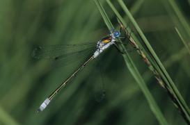 dryas 6543.jpg dryas 6543.jpg