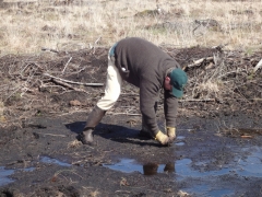 Plantation_linaigrette_ADF