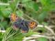 Cuivré de la Bistorte (Lycaena helle) [CC by Dufrêne Marc]