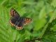 Cuivré de la Bistorte (Lycaena helle) [CC by Dufrêne Marc]