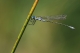 Leste fiancé (Lestes sponsa) Mâle. [copyright Cors Ruddy]