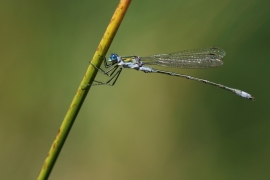 DSC_0081 - ODOLES - Lestes sponsa - Leste fiancé - Août 2009.JPG DSC_0081 - ODOLES - Lestes sponsa - Leste fiancé - Août 2009.JPG