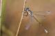 DSC_0201 - ODOLES - Lestes dryas - Leste dryade mâle_Août 2009.JPG