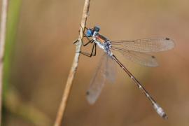 DSC_0201 - ODOLES - Lestes dryas - Leste dryade mâle_Août 2009.JPG DSC_0201 - ODOLES - Lestes dryas - Leste dryade mâle_Août 2009.JPG