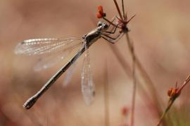 DSC_0208 - ODOLES - Lestes dryas - Leste dryade femelle Août 2009.JPG DSC_0208 - ODOLES - Lestes dryas - Leste dryade femelle Août 2009.JPG