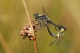 Sympétrum noir (Sympetrum danae) Accouplement. [copyright Cors Ruddy]