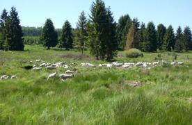 Moutons dans la lande