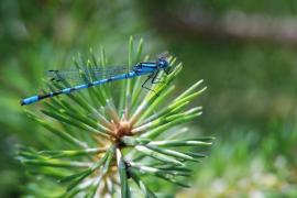 DSC_3306 - ODOCOE - Enallagma cyathigerum - Agrion porte-coupe - Juin 2007.JPG DSC_3306 - ODOCOE - Enallagma cyathigerum - Agrion porte-coupe - Juin 2007.JPG