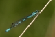 Agrion hasté (Coenagrion hastulatum) Mâle. [copyright Parkinson Denis]