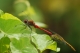 Sympétrum sanguin (Sympetrum sanguineum) Mâle et Femelle, accoupplement. [copyright Cors Ruddy]