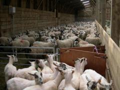 Moutons dans la bergerie