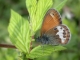 Céphale (Coenonympha arcania) [CC by Dufrêne Marc]