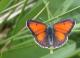 Cuivré écarlate mâle (Lycaena hippothoe) [CC by Dufrêne Marc]