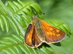 dufrene_venatus.jpg dufrene_venatus.jpg