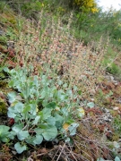 Eboulis à rumex scutatus Eboulis à rumex scutatus