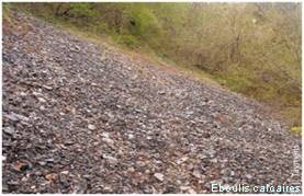 Eboulis calcaires - 8160