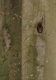 cavité d'Ecureuil roux (Sciurus vulgaris) [copyright Pierret Séverin]